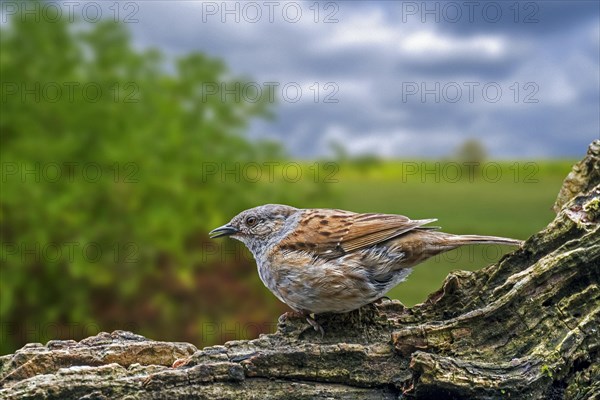 Dunnock