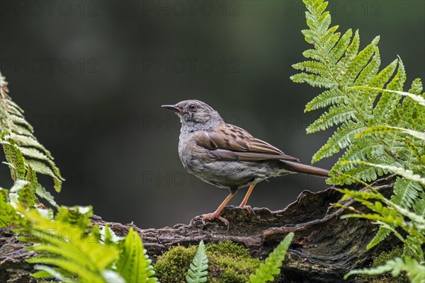 Dunnock