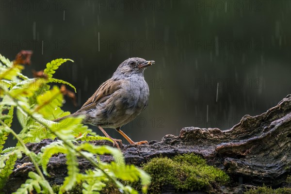 Dunnock