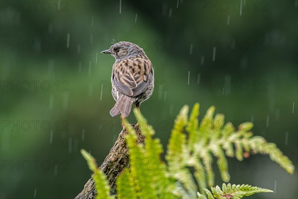 Dunnock