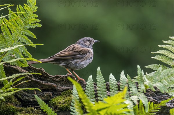 Dunnock