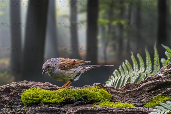 Dunnock