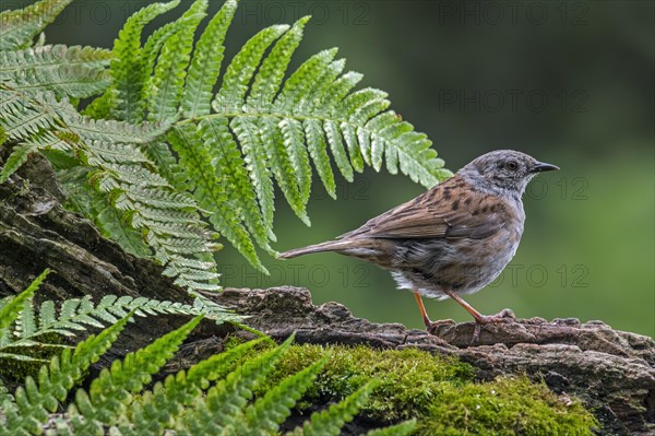 Dunnock