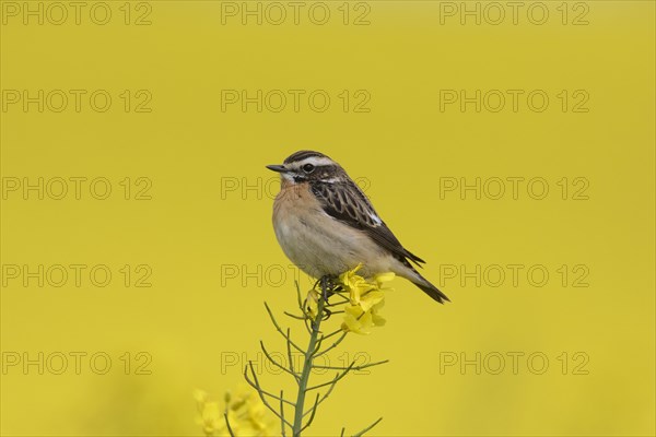 Whinchat