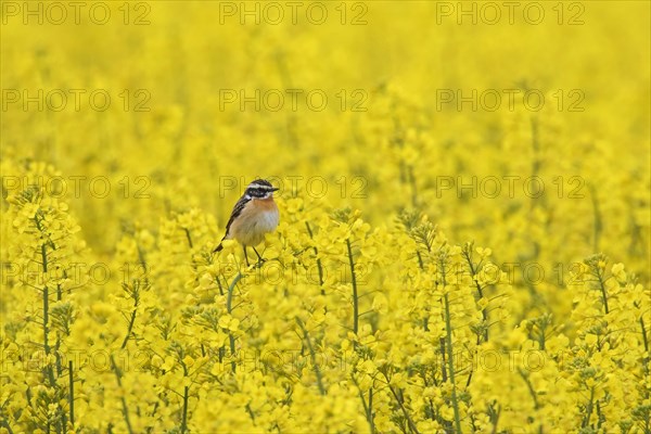 Whinchat