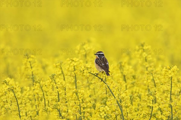 Whinchat