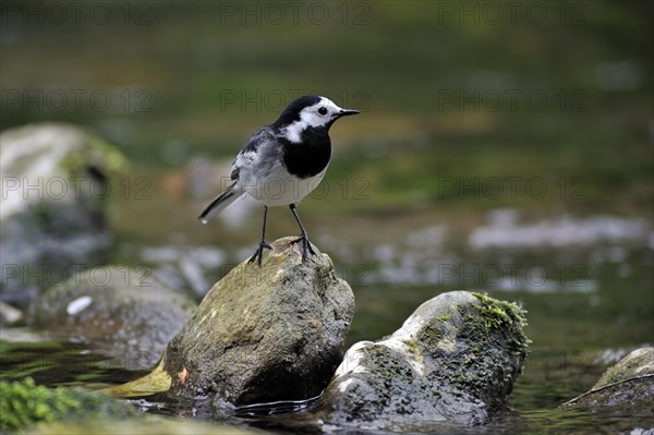 White wagtail