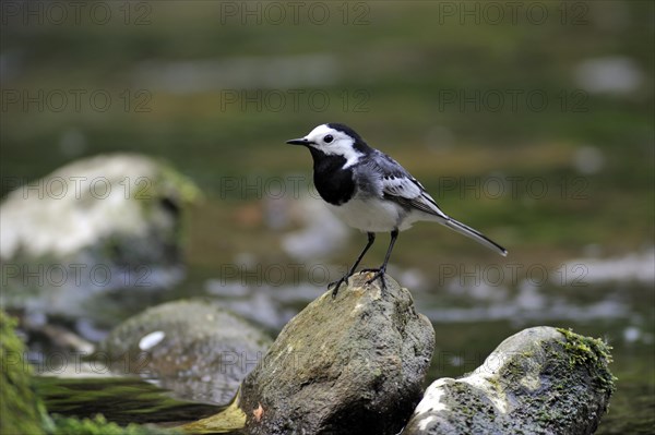 White wagtail