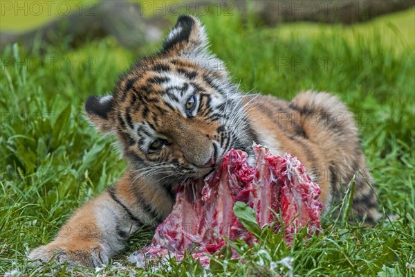 Siberian tiger