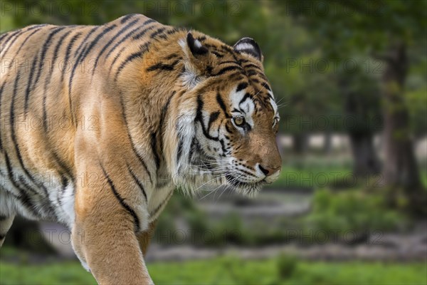 Siberian tiger