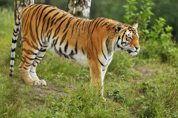 Siberian tiger