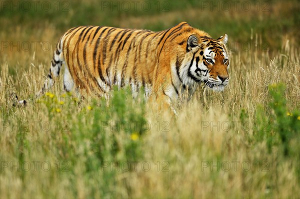 Siberian tiger