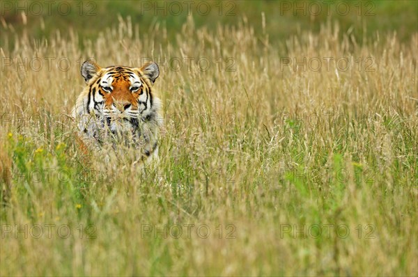 Siberian tiger