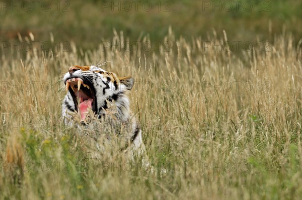 Siberian tiger