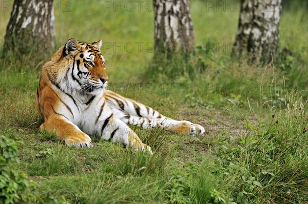 Siberian tiger