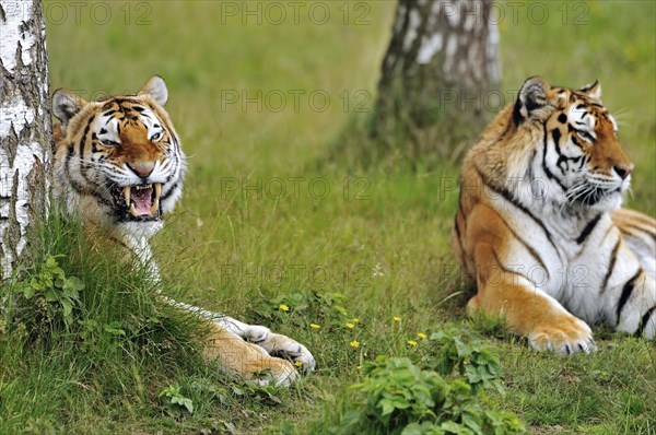 Two Siberian tigers