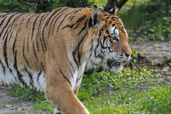 Siberian tiger