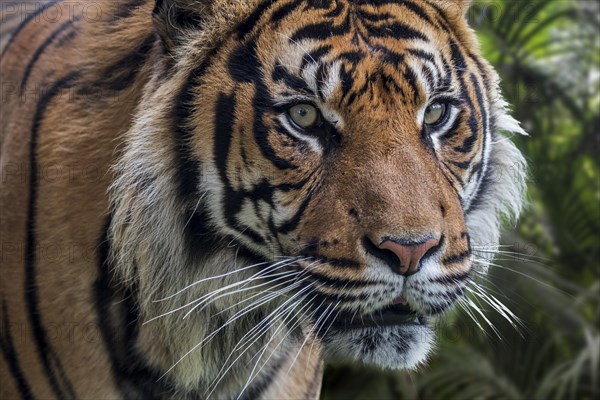 Sumatran tiger