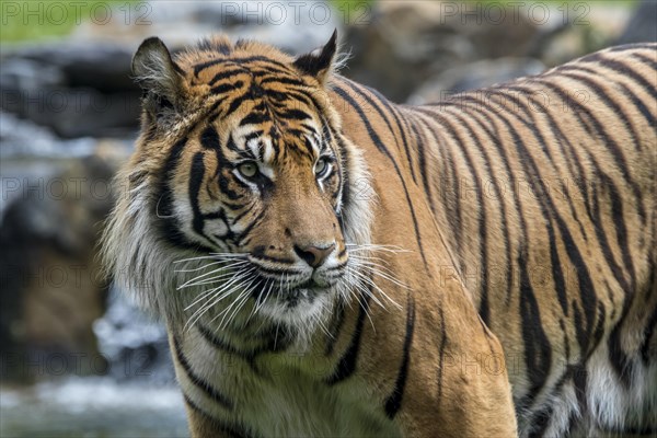 Sumatran tiger