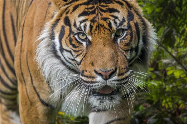 Sumatran tiger