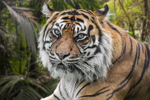 Sumatran tiger