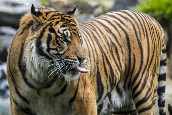 Sumatran tiger