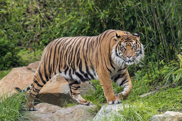 Sumatran tiger