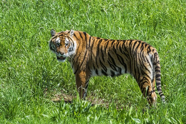 Bengal tiger