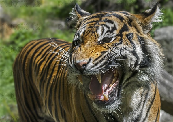 Close-up of growling