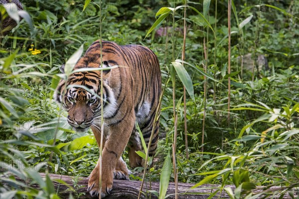 Sumatran tiger