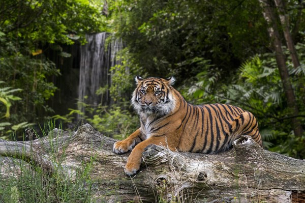 Sumatran tiger