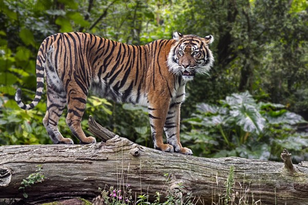 Sumatran tiger