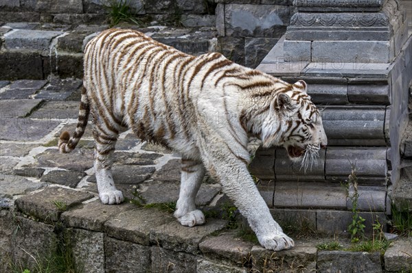 White tiger