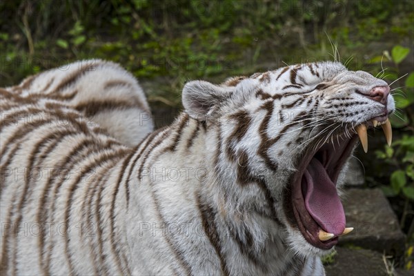 Close up of white tiger