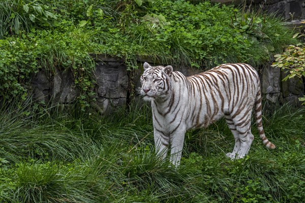 White tiger