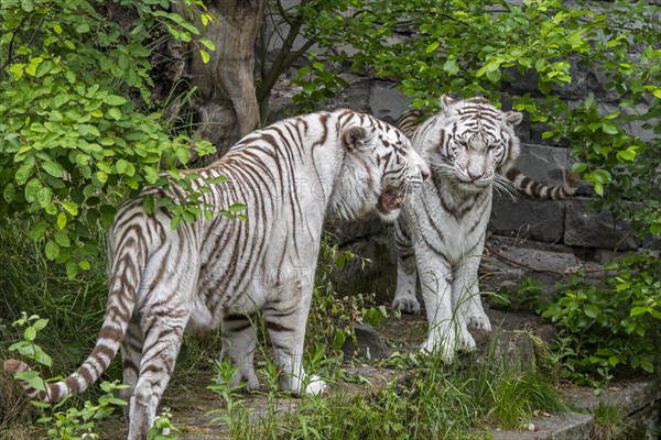 Two white tigers