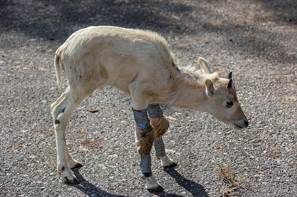 Injured Addax