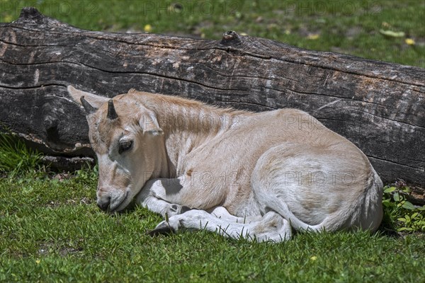 Addax