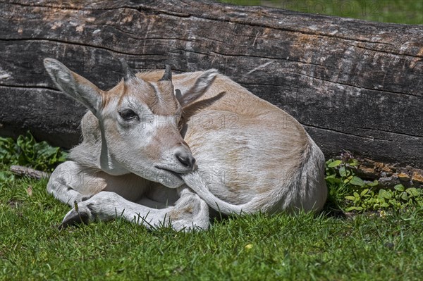 Cute addax