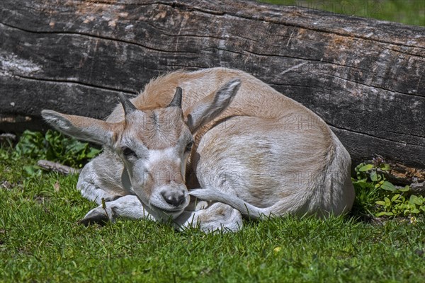 Addax