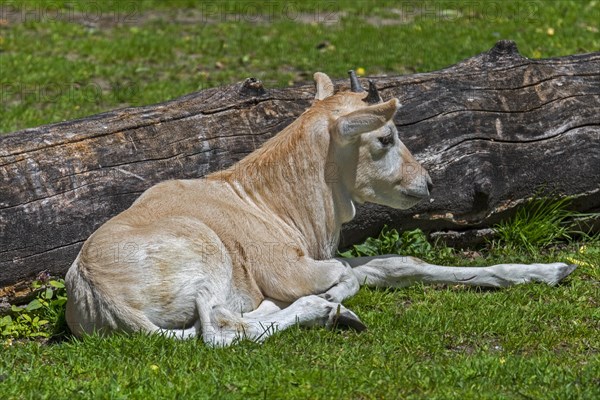 Addax