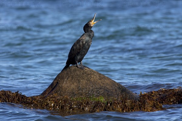 Great cormorant