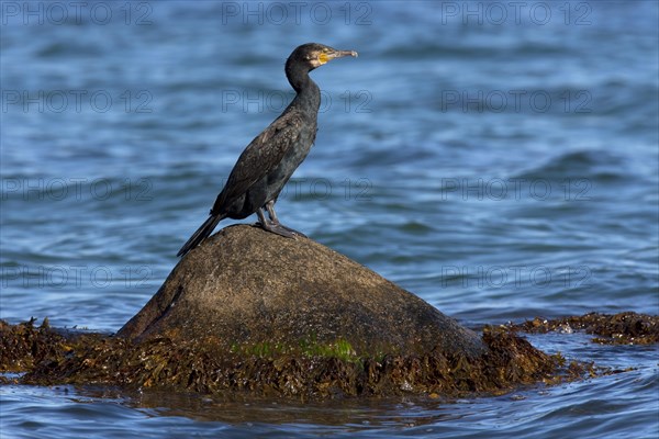 Great cormorant