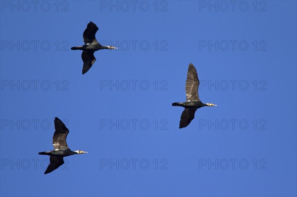 Great Cormorants