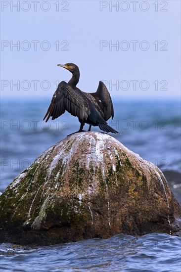 Great Cormorant