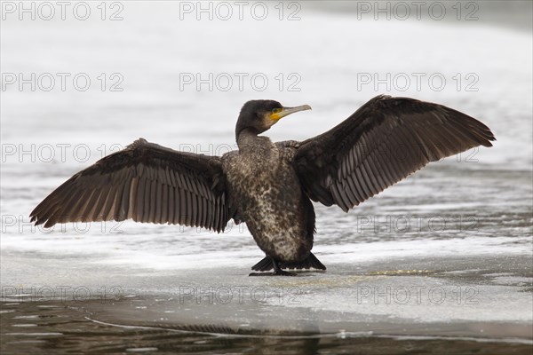 Great black cormorant