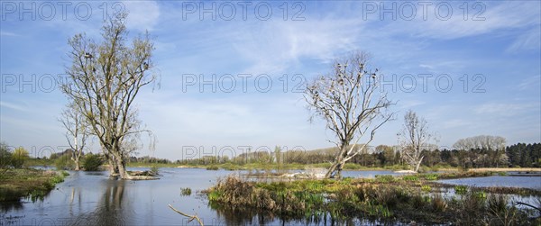 Dead trees in wetland nature reserve colonized by nesting great cormorants