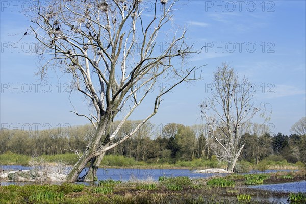 Dead trees in wetland nature reserve colonized by nesting great cormorants