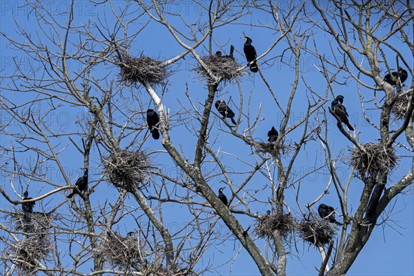 Colony of great cormorants