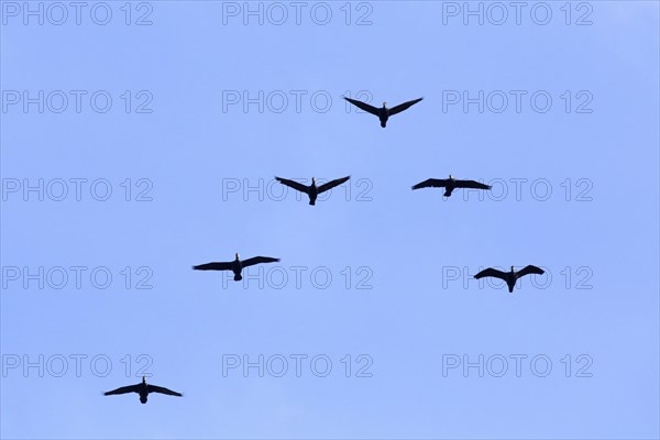 Great cormorants